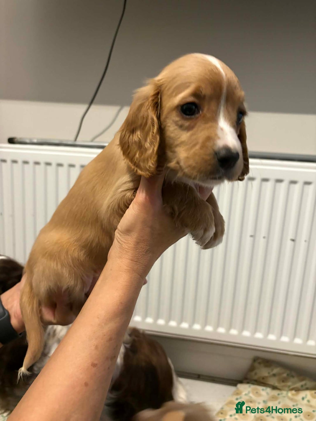 Cocker Spaniel dogs for sale: KC reg parents DNA health tested “show type”   - Advert 24