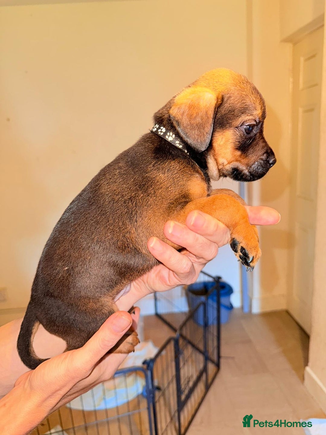 Mixed Breed dogs for sale: Mastiff x rottweiler  - Image 16