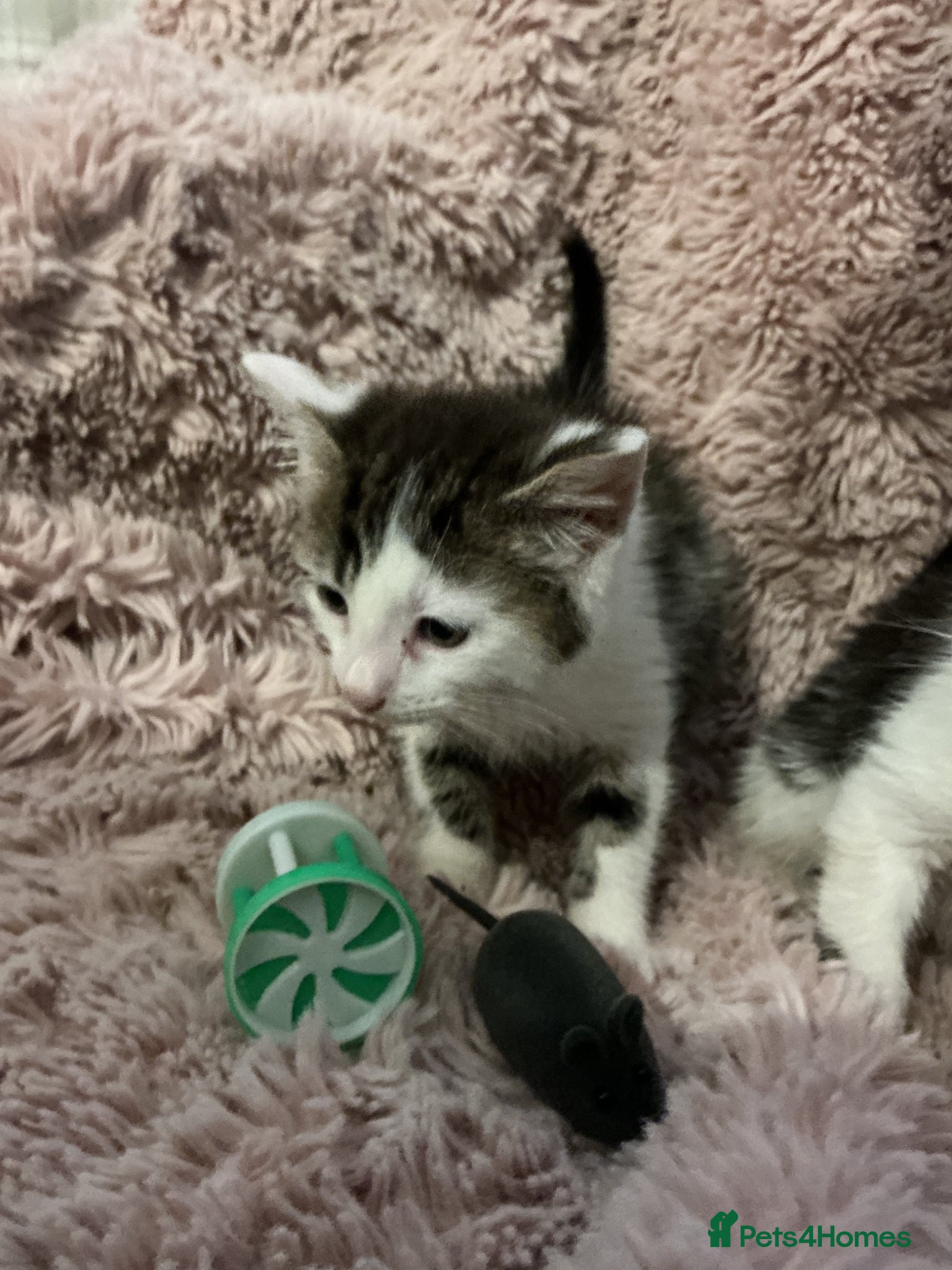 Bengal cats for sale: Beautiful kittens ready for 5* homes - Advert 6