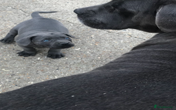 Cane Corso dogs for sale: Beautiful Blue Cane Corso Girls Ready Now - Image 11