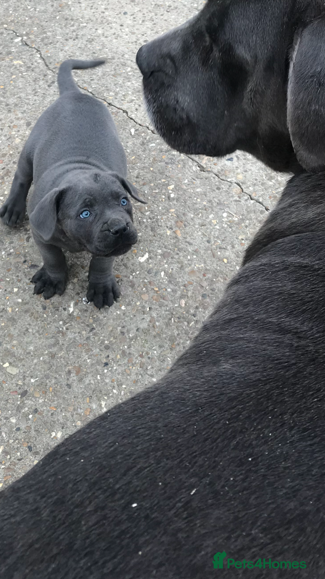 Cane Corso dogs for sale: Beautiful Blue Cane Corso Girls Ready Now - Image 11