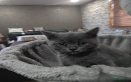 British Shorthair cats for sale: Last Female Gorgeous British Shorthair Kitten - Image 9