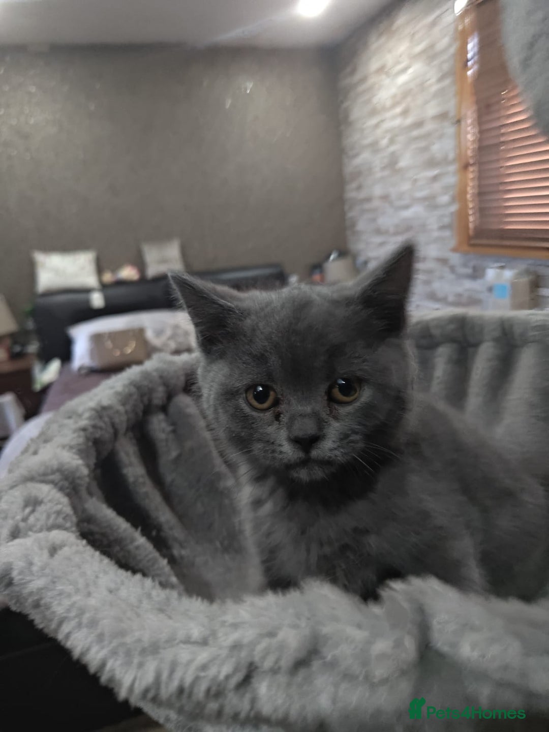 British Shorthair cats for sale: Last Female Gorgeous British Shorthair Kitten - Image 9