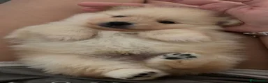 Pomeranian 1