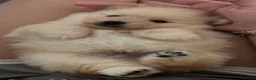 Pomeranian dogs for sale: 4 Purebred Pomeranian puppies - Advert 8