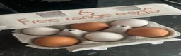 Chickens poultry for sale: Hatching eggs  - Advert 1