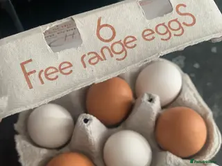 Chickens poultry for sale: Hatching eggs - Advert 1