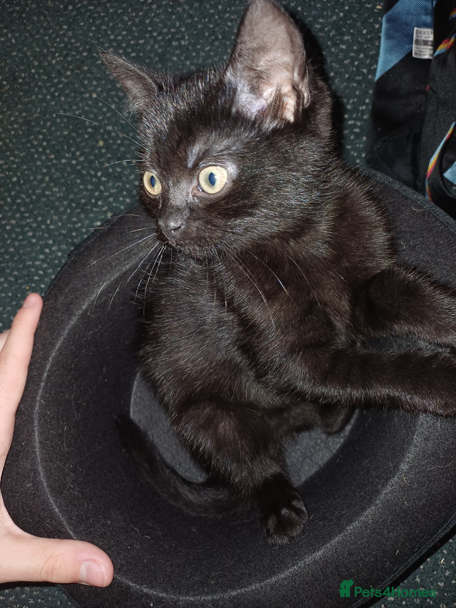 Mixed Breed cats Affectionate, and socialised miniature kittens - Advert 9