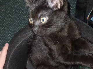 Mixed Breed cats Affectionate, and socialised miniature kittens - Advert 1