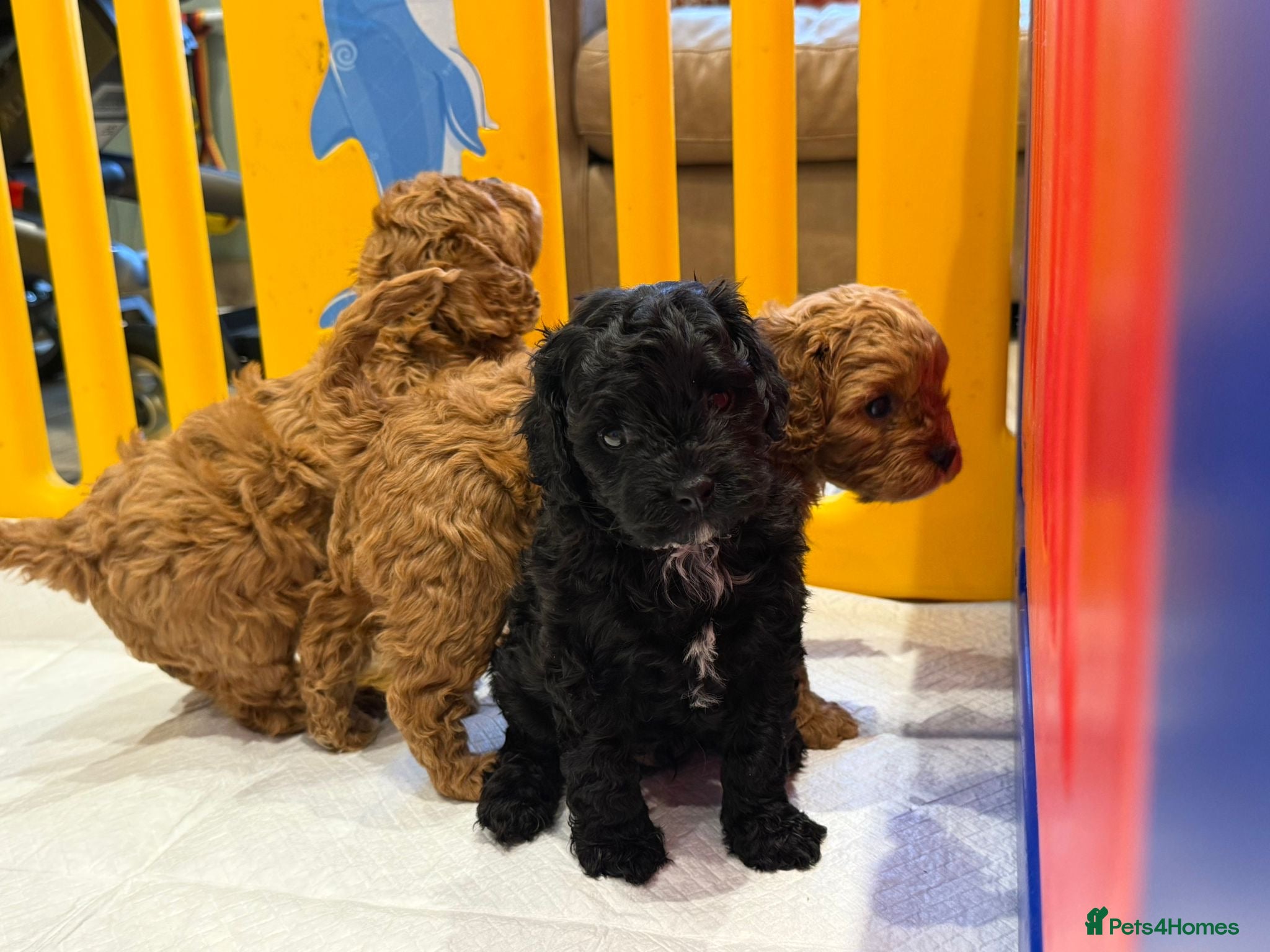 Cavapoo dogs F1 cavapoo 3 girls  1 boy health tested - Advert 2