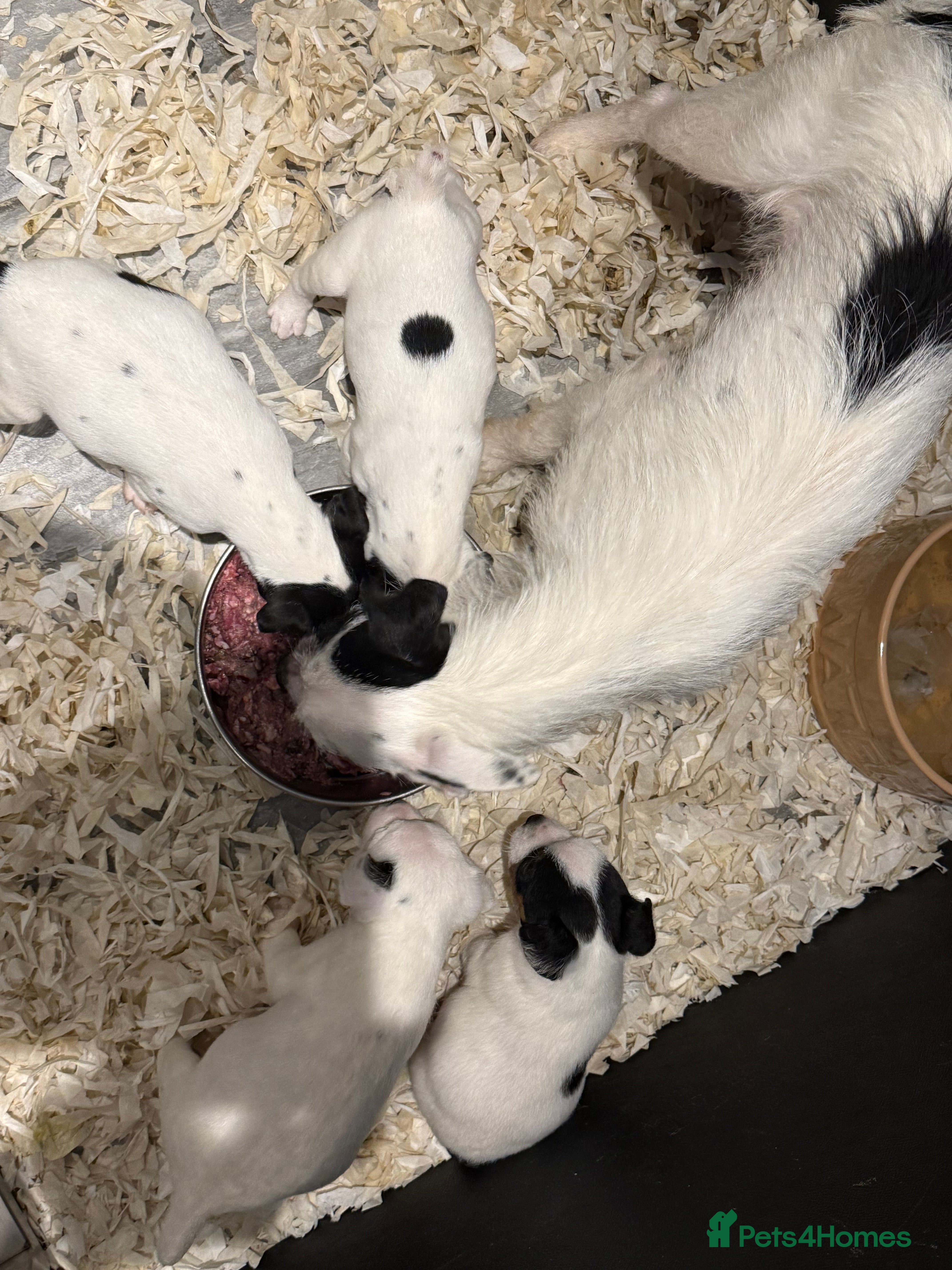 Jack Russell dogs Jack Russell puppies  - Advert 3