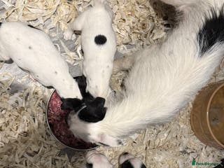 Jack Russell dogs Jack Russell puppies - Advert 9