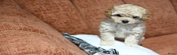 Cavapoo dogs for sale: 💙READY NOW💙  male cavapoo FHT  - Advert 27