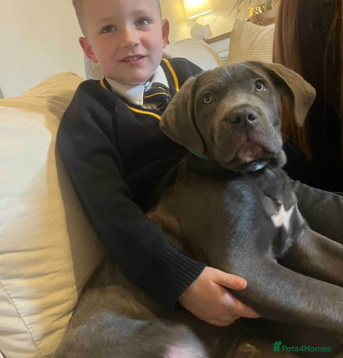 Cane Corso dogs ROME ,Male cane corso - Advert 3