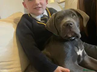 Cane Corso dogs ROME ,Male cane corso - Advert 3