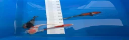 Koi Carp fish for sale: Koi carp in Middlesbrough - Advert 6