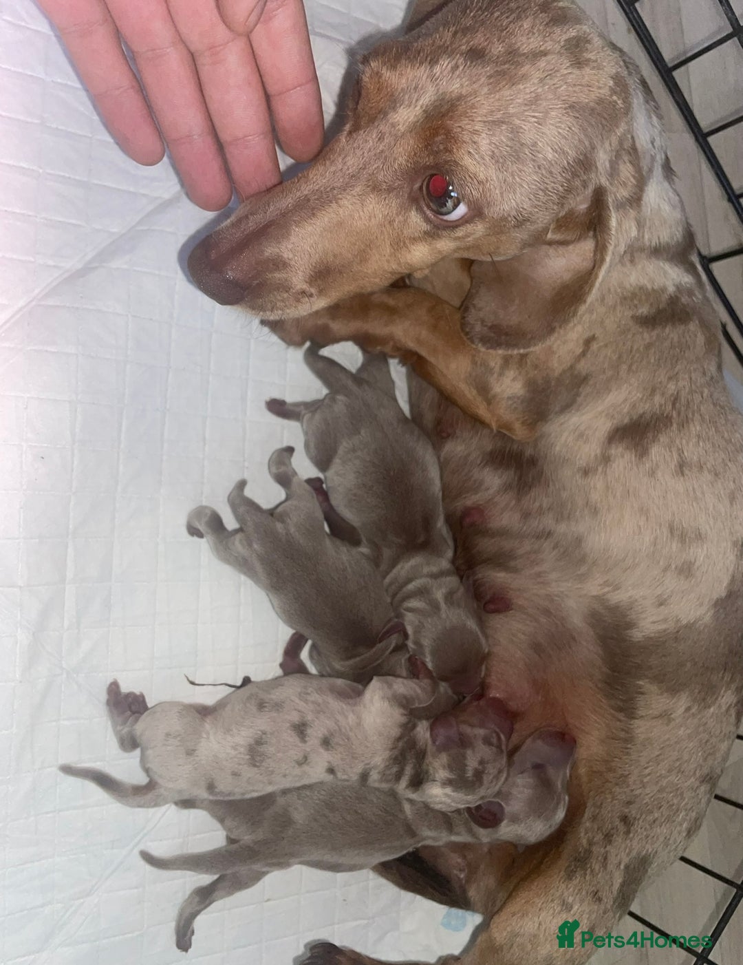 Miniature Dachshund dogs for sale: Miniature dachshund puppy’s  - Advert 8