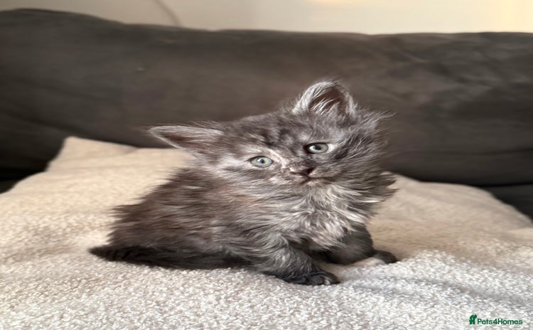 Maine Coon cats - Advert 7