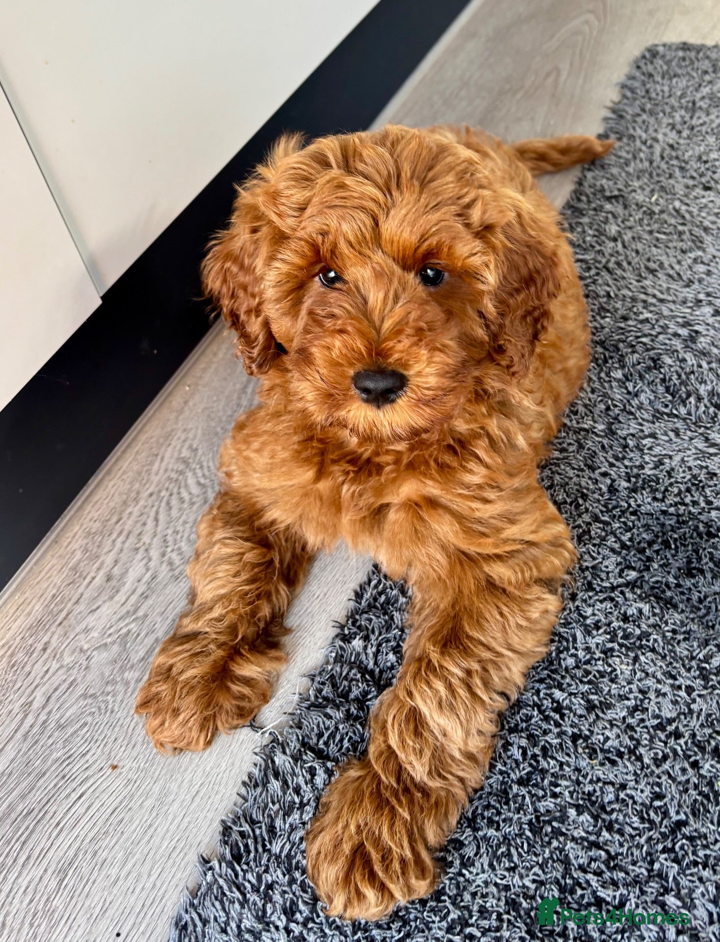 Australian Labradoodle dogs Australian Mini Double Doodle💚 1 GIRL Available  - Advert 5