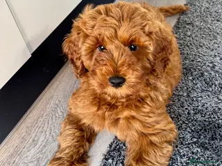 Australian Labradoodle dogs Australian Mini Double Doodle💚 1 GIRL Available - Advert 5