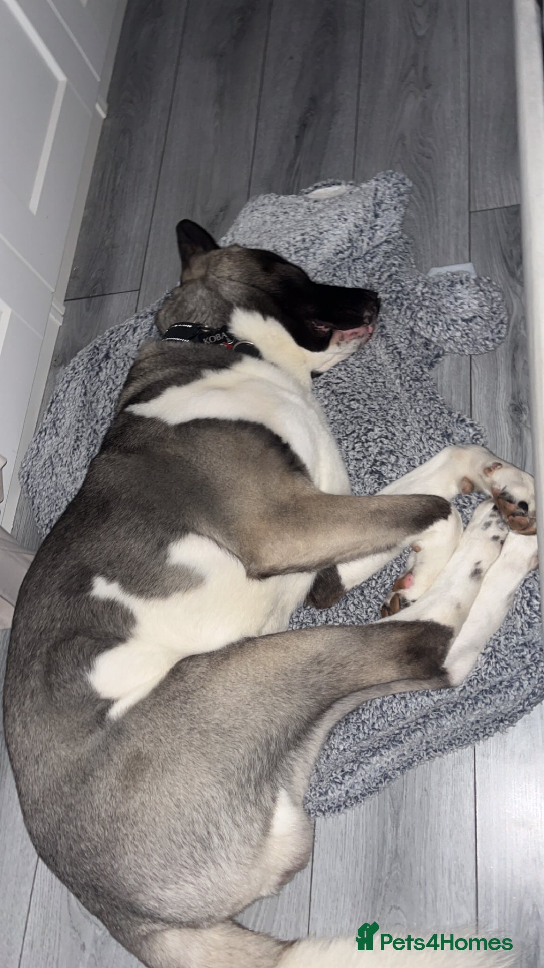 Huskita dogs for sale: 2 year old huskita - Image 6
