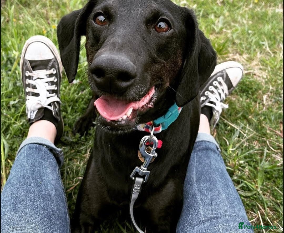 Mixed Breed dogs for sale: Pickle, FREE, male, Whippet-Spaniel, 7 years old - Advert 7