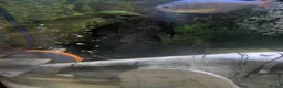 Tetras fish for sale: FISH TANK FISH AND SETUP  in Halesowen - Advert 3