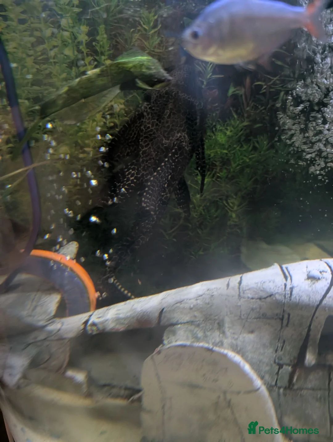 Tetras fish for sale: FISH TANK FISH AND SETUP  in Halesowen - Advert 3