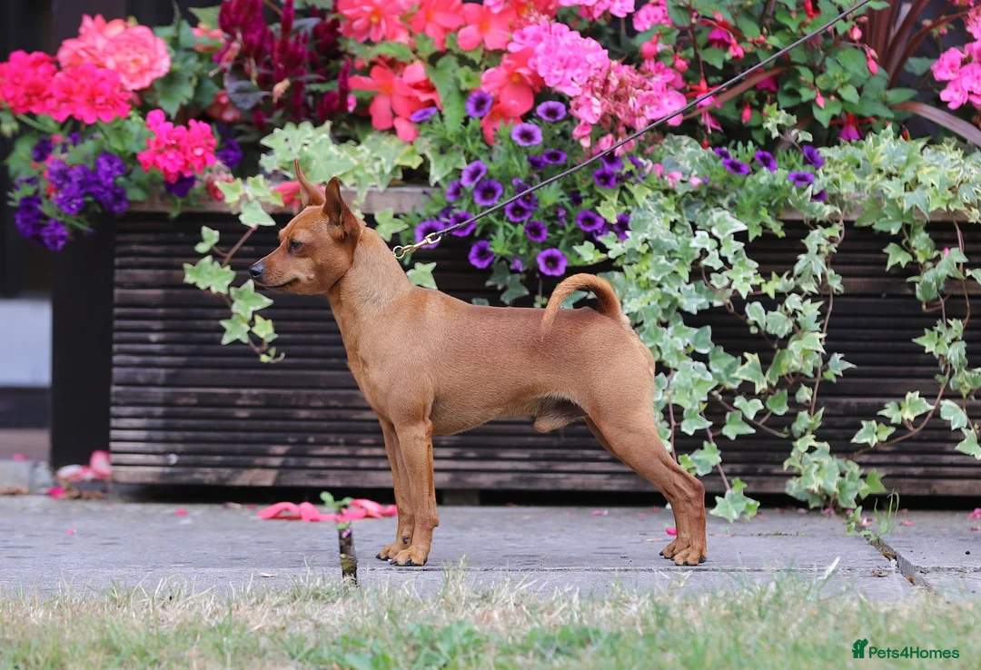 Miniature Pinscher dogs for sale: Krieger Miniature Pinschers  - Advert 2