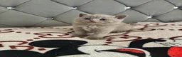 British Shorthair cats for sale: 1British shorthair boy ready go  new home ❤️ - Advert 22