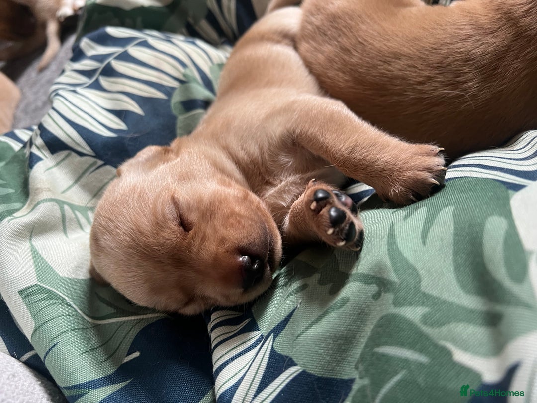 Cockerdor dogs for sale: Fox Red & Golden Labrador cross Cockerdor Puppies  - Image 1
