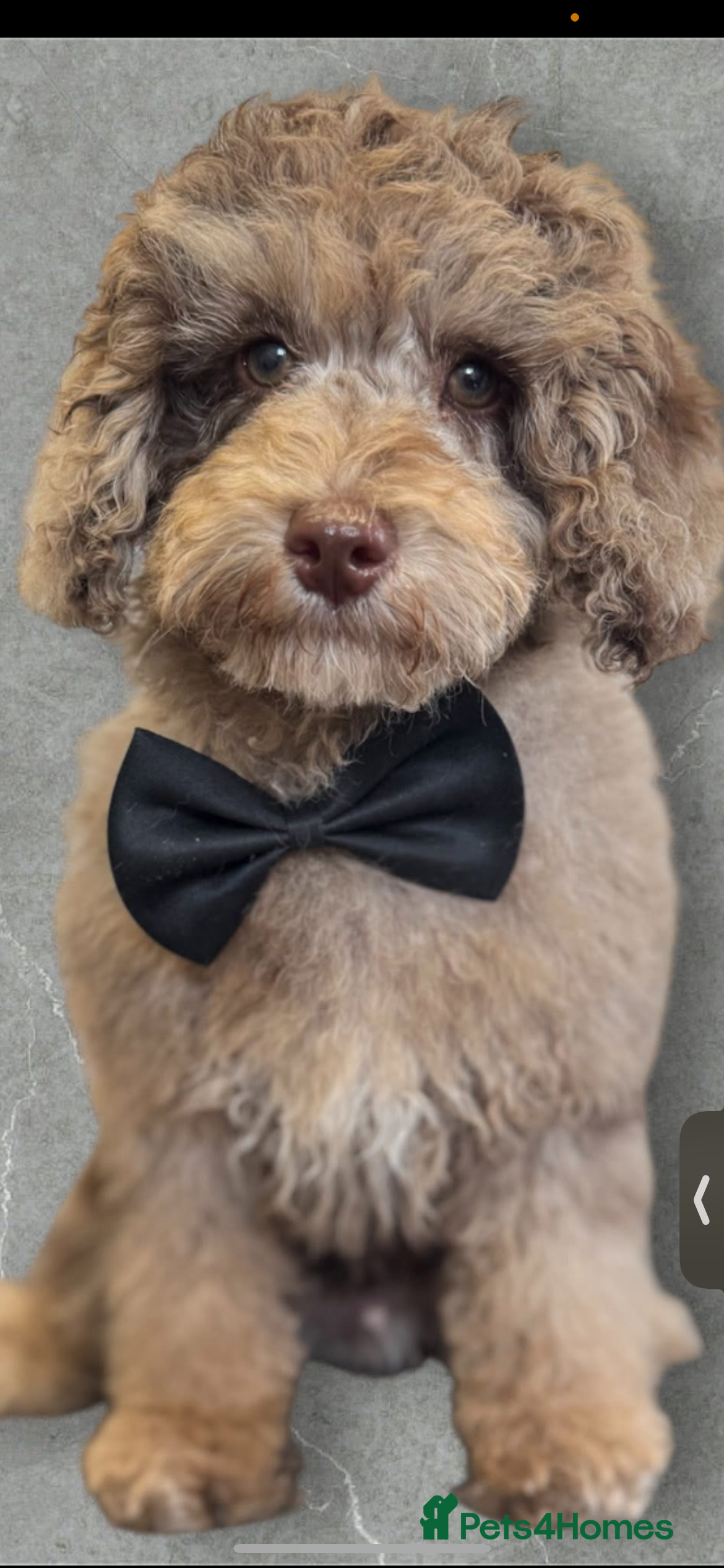 Cockapoo dogs 11 month old Cockerpoo  in Doncaster - Advert 1