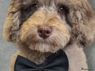 Cockapoo dogs 11 month old Cockerpoo in Doncaster - Advert 1