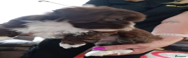 Shih Tzu 4