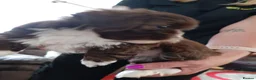 Shih Tzu dogs for sale: Bear  in Daventry - Advert 3