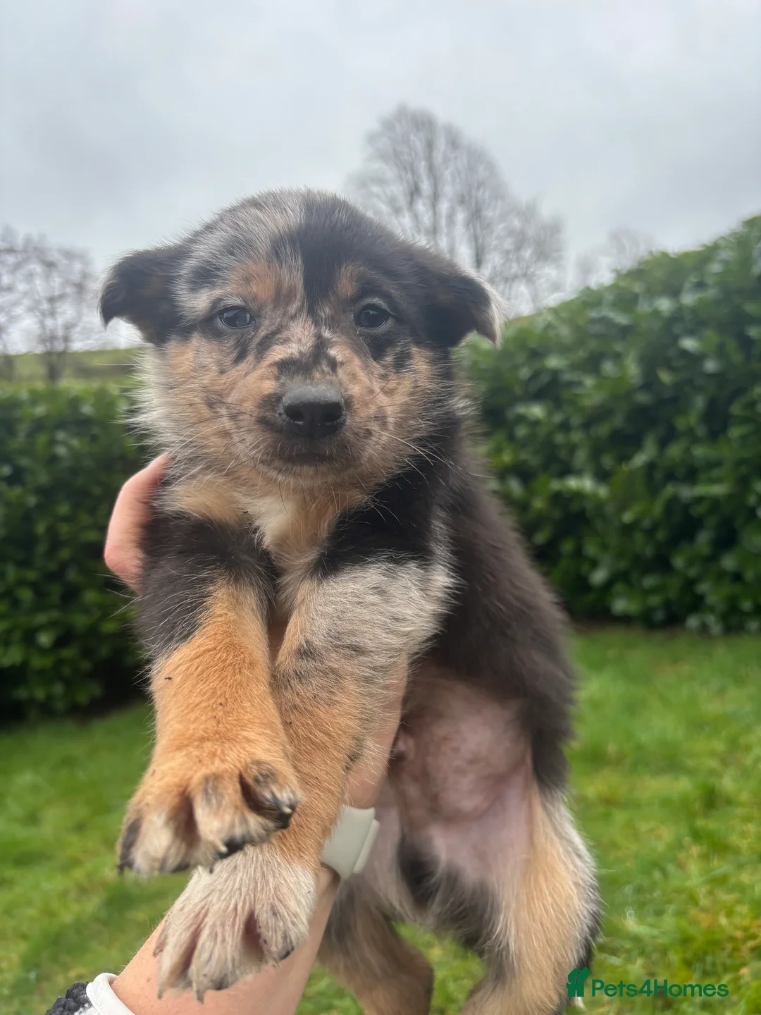 Mixed Breed dogs for sale: Puppies, Australian kelpie cross blue Merle  - Advert 22