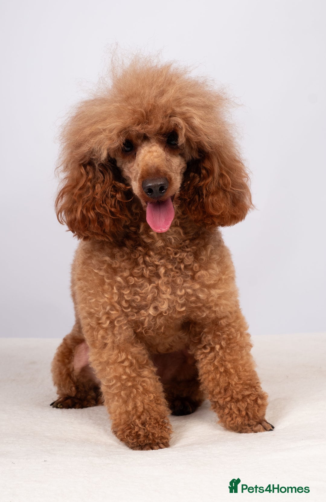 Toy Poodle dogs for stud: EXTENSIVELY HEALTH TESTED DEEP RED POODLE STUD  - Advert 3