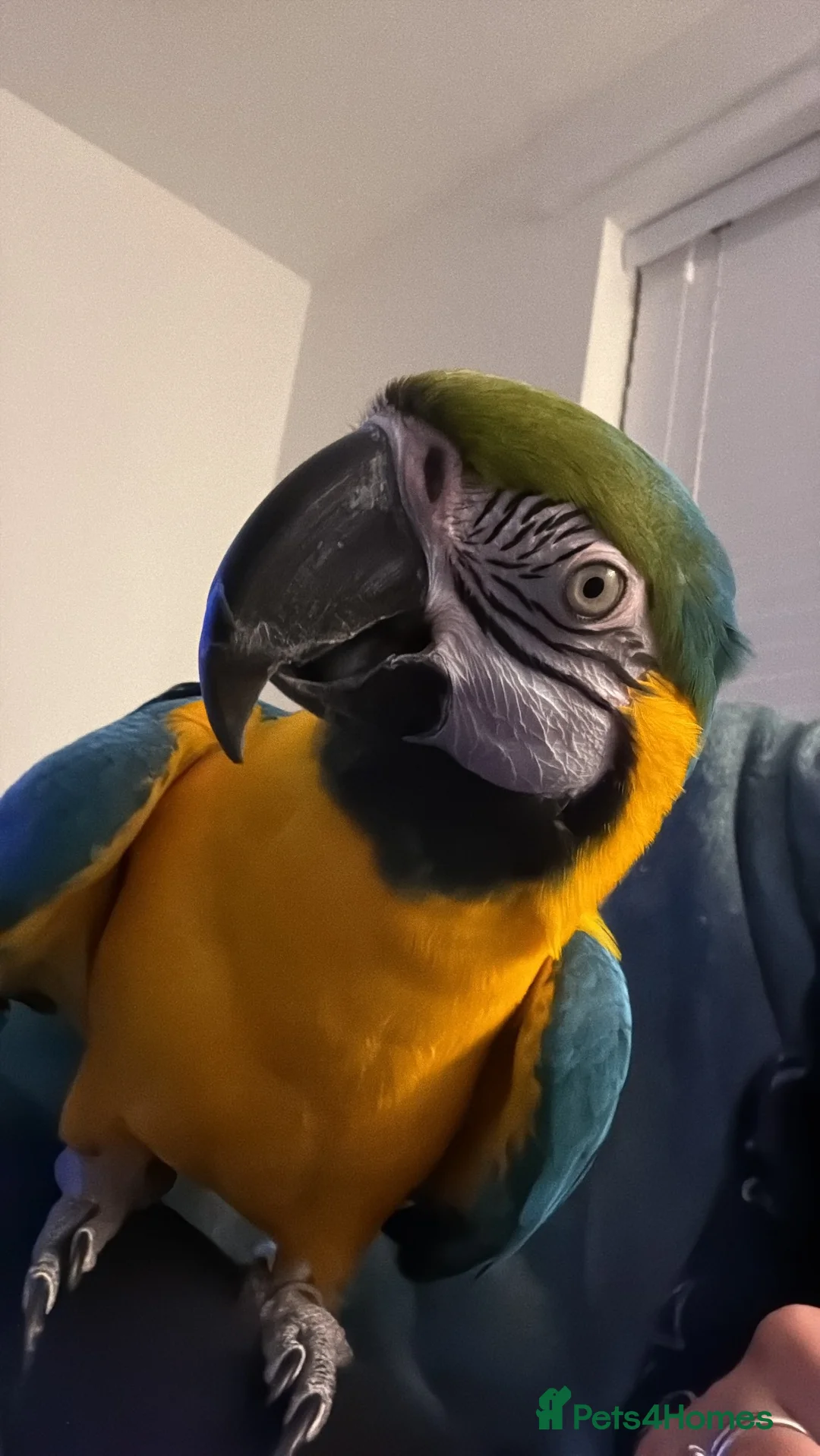 Macaws birds for sale: Blue and Gold macaw  in Coventry - Advert 1