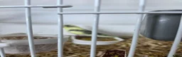 Budgerigars birds for sale: Budgies for sale  - Advert 4