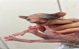 Sphynx cats for sale: 4 elf’s for sale - Image 3