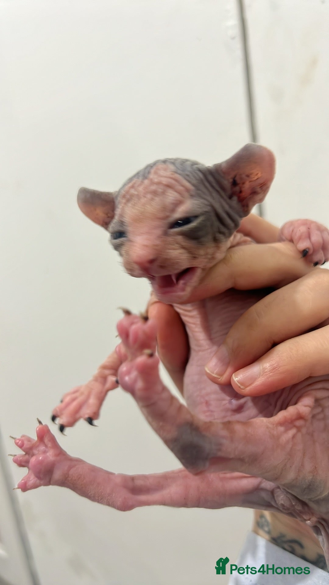 Sphynx cats for sale: 4 elf’s for sale - Image 3