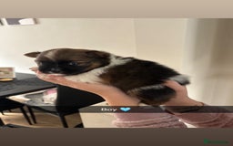 Pomeranian dogs for sale: Pomeranian puppies  - Image 16