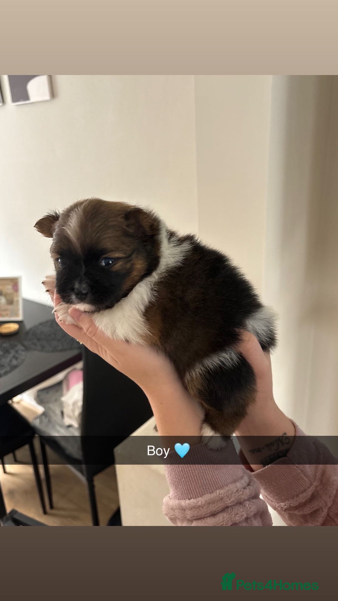 Pomeranian dogs for sale: Pomeranian puppies  - Image 16