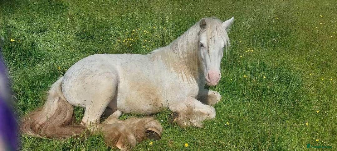 Irish Cob horses Blagdon cob Gelding  - Advert 1