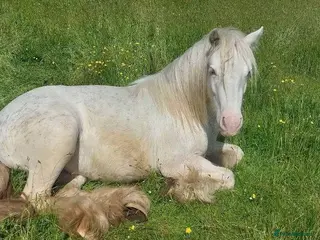 Irish Cob horses Blagdon cob Gelding - Advert 1