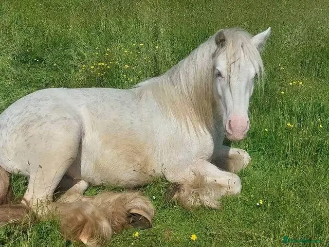 Irish Cob horses Blagdon cob Gelding - Advert 1