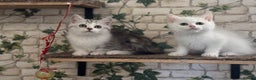 Munchkin cats for sale: Full Pedigree Munchkin Kittens  - Advert 9