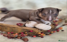 Miniature Bull terrier dogs for sale: 🐾 Exclusive Miniature Bull Terrier Puppies🐾  - Image 17