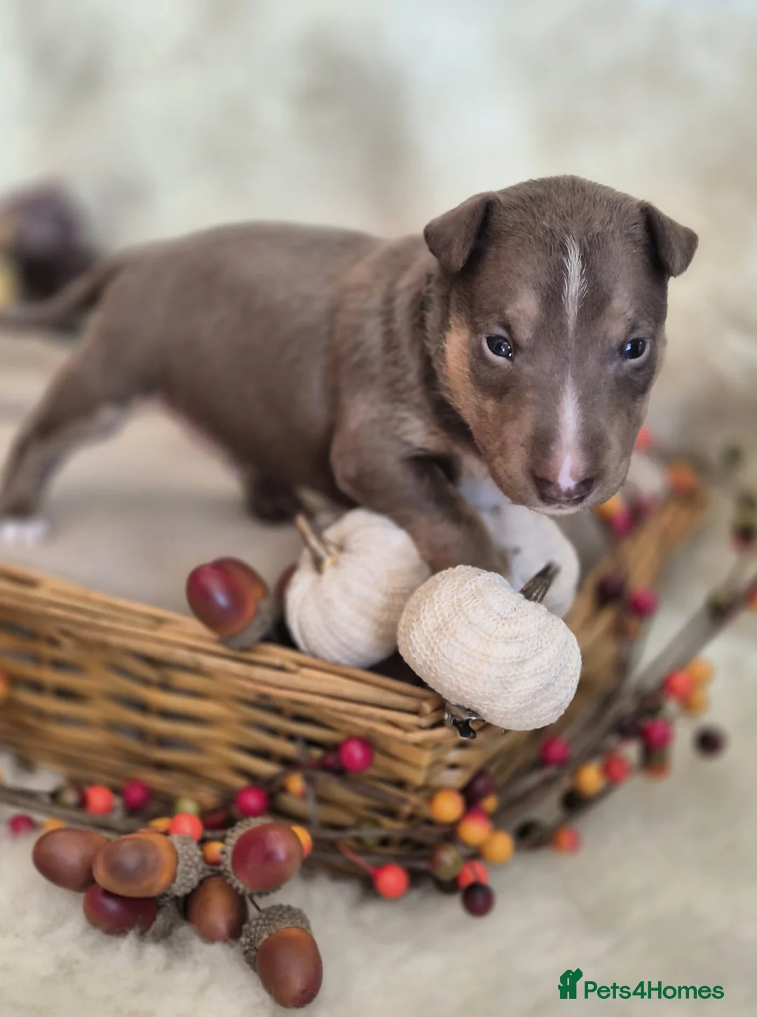 Miniature Bull terrier dogs for sale: REDUCED Exclusive Miniature Bull Terrier Pups  - Advert 18