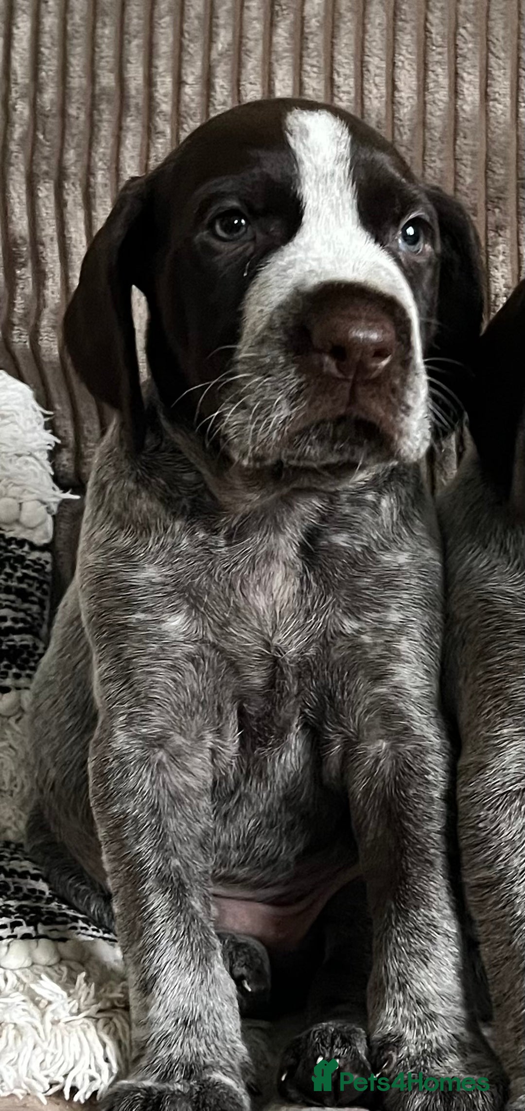 German Wirehaired Pointer dogs for sale: One German Wiredhaired Pointer Left     - Image 3